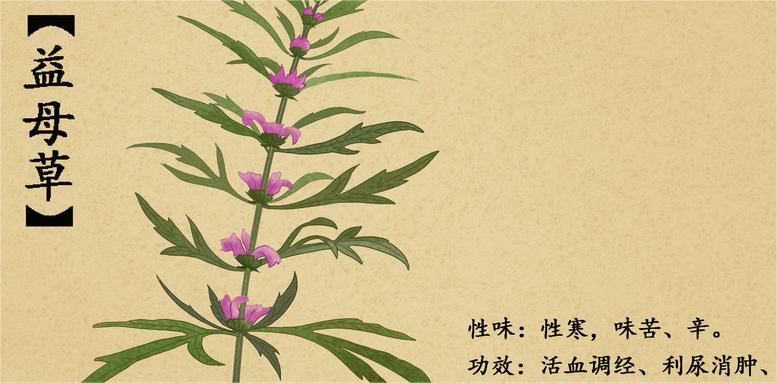 1723778112158456.jpg 摄图网_400962646_中草药益母草插画(企业商用).jpg