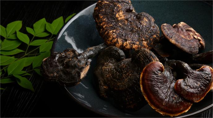 1723779178506747.jpg 摄图网_500670453_名贵中药材灵芝补品(企业商用).jpg